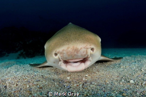 The smiling Leopard shark by Mark Gray 